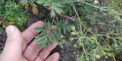 Potentilla tobolensis