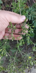 Potentilla tobolensis