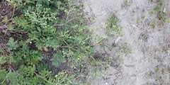 Potentilla tobolensis