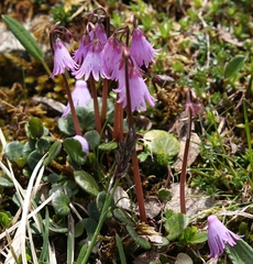Soldanella