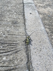 Anoplophora horsfieldii