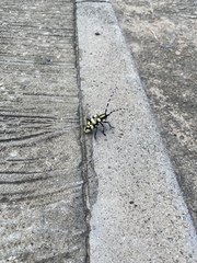 Anoplophora horsfieldii