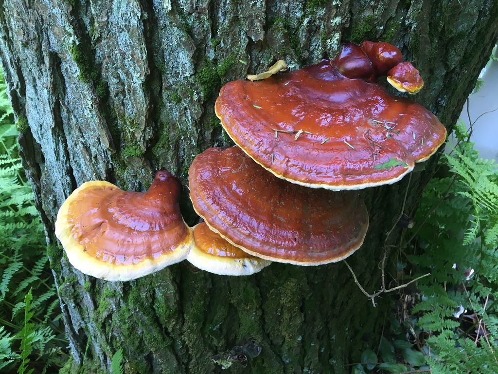 Hemlock Varnish Shelf From Prettyboy Reservoir Park Manchester Md Us On June At