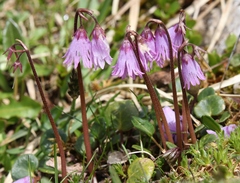 Soldanella