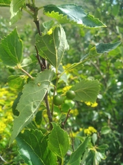 Celtis planchoniana