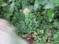 Valeriana officinalis sambucifolia