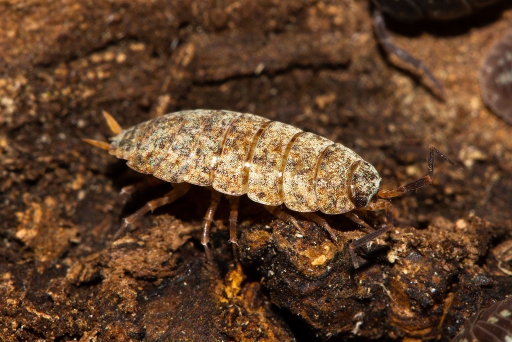 Caeroplastes
