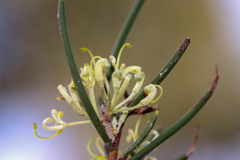Hakea epiglottis