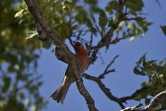 Haemorhous mexicanus