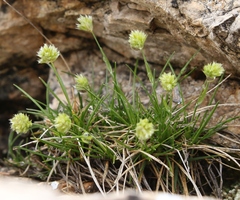 Sesleria sphaerocephala