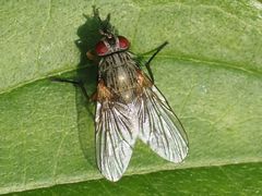 Phaonia angelicae