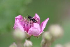 Hylaeus