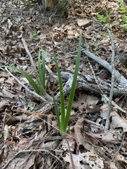 Iris verna