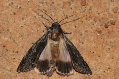 Ulotrichopus tinctipennis