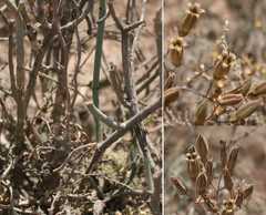 Tylecodon ventricosus