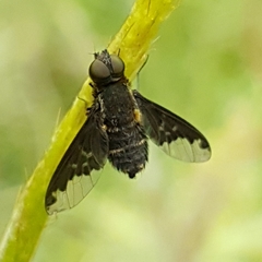 Hemipenthes velutina