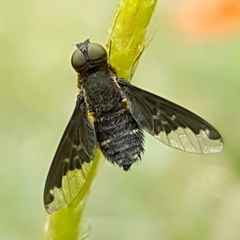 Hemipenthes velutina