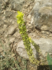 Sideritis montana montana