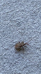 Coreus marginatus