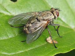 Microphthalma europaea