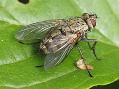 Microphthalma europaea