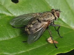 Microphthalma europaea