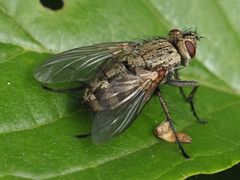 Microphthalma europaea