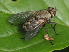 Microphthalma europaea