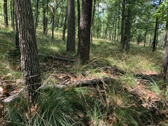 Piptochaetium avenaceum