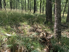 Piptochaetium avenaceum