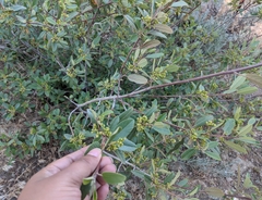 Frangula californica tomentella