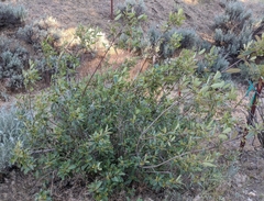 Frangula californica tomentella