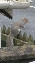 Sciurus carolinensis