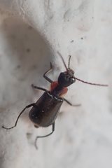 Axinotarsus pulicarius