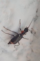 Axinotarsus pulicarius
