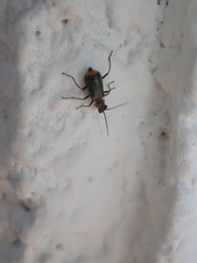 Axinotarsus pulicarius