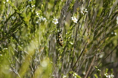 Castiarina argillacea