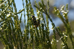 Castiarina argillacea