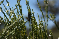 Castiarina argillacea