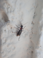 Axinotarsus pulicarius