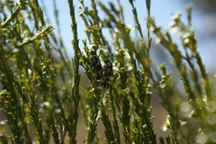 Castiarina argillacea