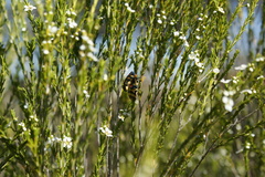 Castiarina argillacea