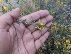 Acmispon procumbens