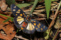 Abantis paradisea