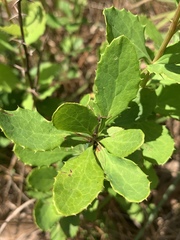 Berberis canadensis