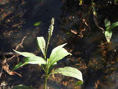 Persicaria attenuata
