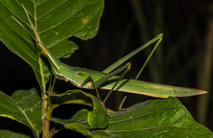 Acrida acuminata
