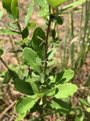 Berberis canadensis