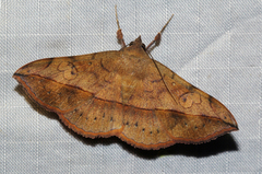 Anticarsia rubricans