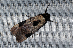 Audea tegulata